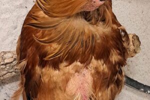 fund huhn IMG-20230802-WA0003