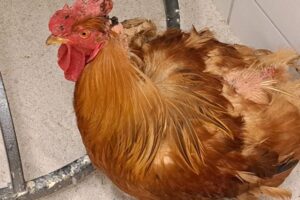 fund huhn IMG-20230802-WA0011