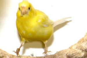 kanarienvogel gelb ft brackenheim IMG_6235 we
