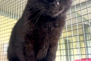 rambo IMG-1126 rambo IMG-1126