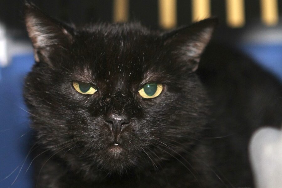 ramboIMG_1618we ramboIMG_1618we