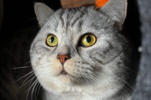 Filou Oscar IMG_1958