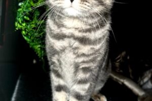 Filou Oscar IMG_2867