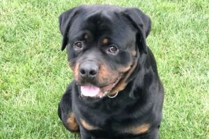 Spike Rottweiler von privat 1we