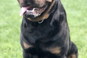 Spike Rottweiler von privat 4we