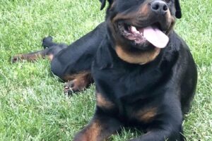 Spike Rottweiler von privat 5we