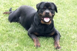 Spike Rottweiler von privat 7we