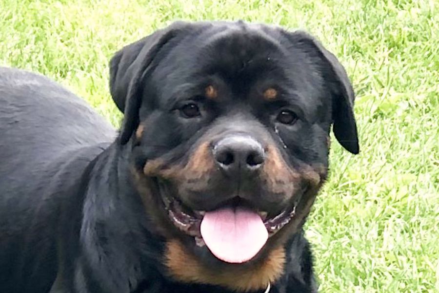 Spike Rottweiler von privat 7we Kopie