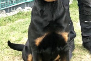 Spike Rottweiler von privatweb