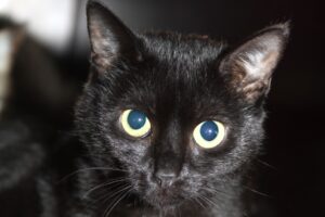 newton cordelia IMG_1613we newton cordelia IMG_1613we