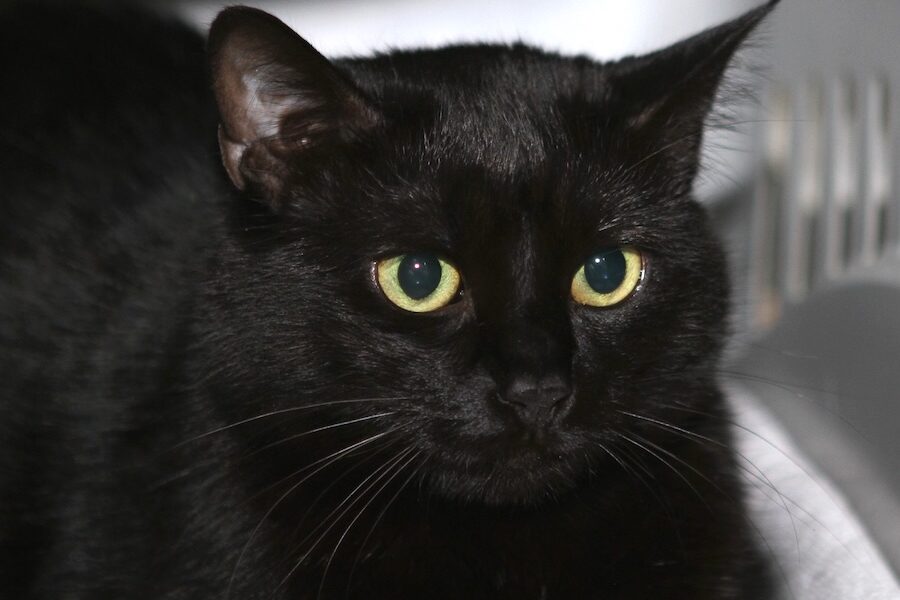 sangria newton IMG_3812we sangria newton IMG_3812we