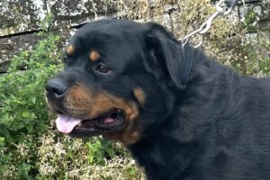 skyler Rottweiler von Privat 01