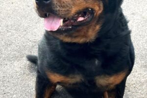 skyler Rottweiler von Privat 04