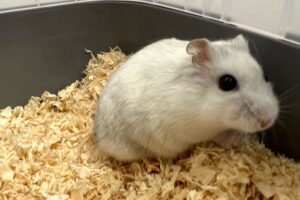 hanno hamster 1