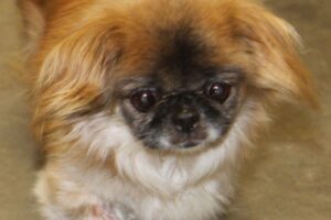 nala pekinese IMG_4120we