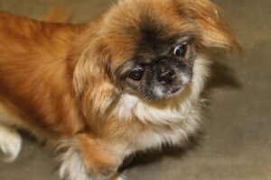 nala pekinese IMG_4123we