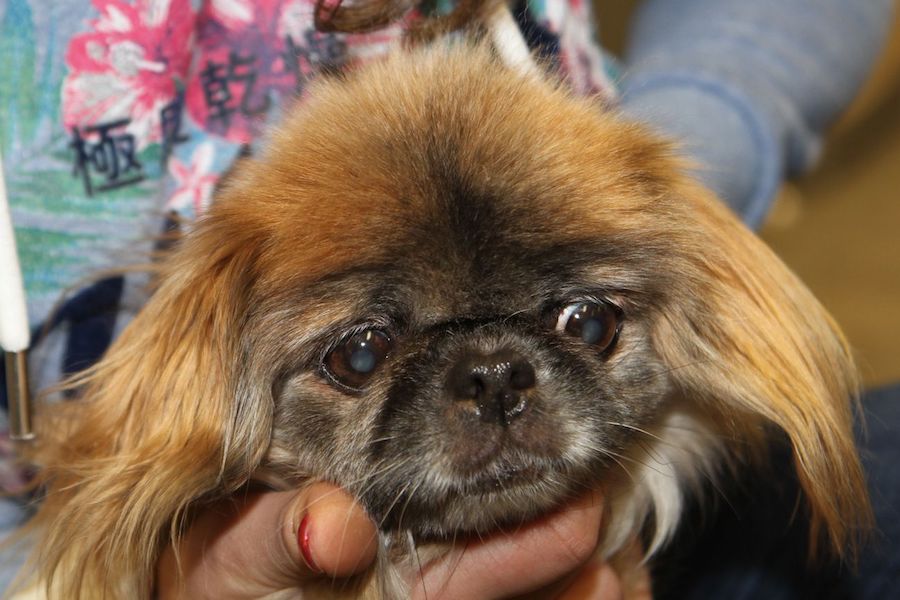 nala pekinese IMG_4132we