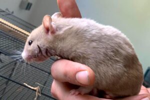 kira hamster 01