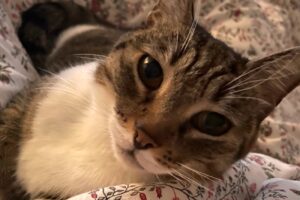 mini von privat 0 mini von privat 0