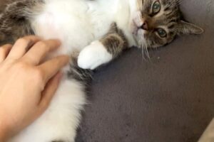 mini von privat 5 mini von privat 5