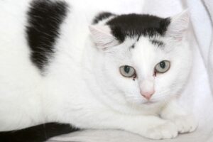 lilly IMG_0588we lilly IMG_0588we