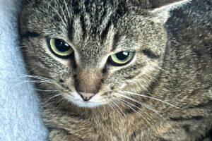 elena 5826 elena 5826