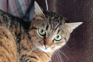 elena 6087 elena 6087