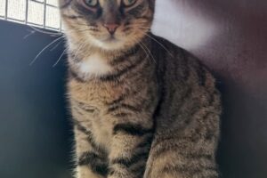 elena 721_162528 elena 721_162528