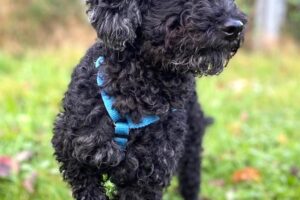 herbie IMG 001