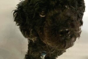 herbie IMG 003