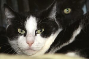 lennox IMG_1661e lennox IMG_1661e