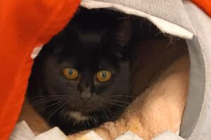 britta IMG-011