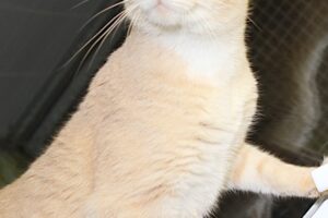 duke IMG_3960 duke IMG_3960