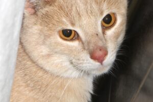 duke IMG_4097 duke IMG_4097