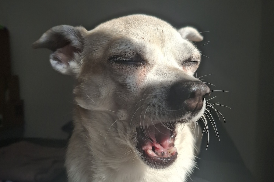 Chicka - Chihuahua - Bild 4