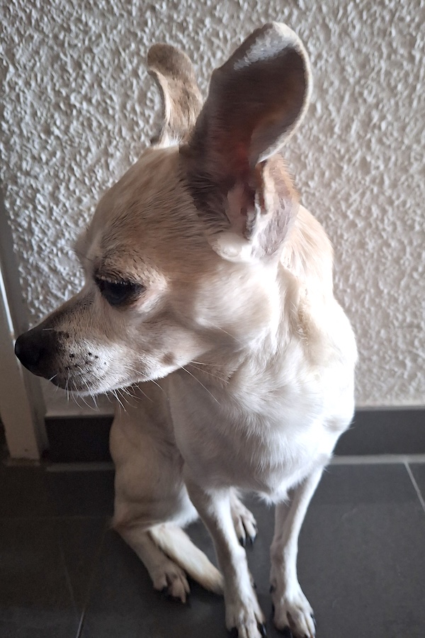 Chicka - Chihuahua - Bild 5