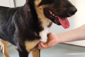finn IMG_004