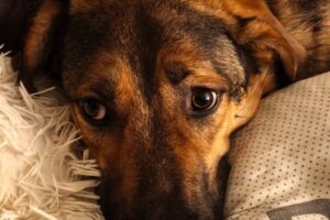 franky IMG_002