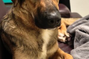 franky IMG_006