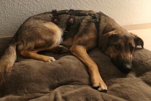 franky IMG_007