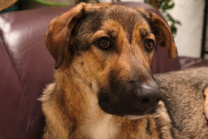 franky IMG_020