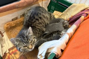 P katzen 5-42