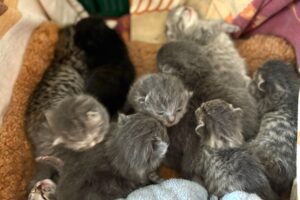P katzen 5-44 4