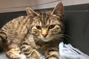 P katzen 6-36 2
