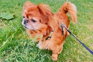balu image004