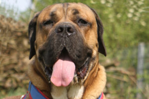 bandit IMG_8438we