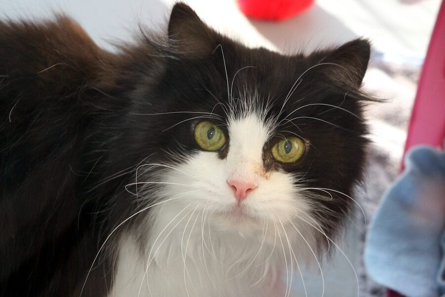 blacky AU IMG_1999we-1