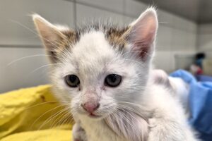 ennie IMG_001