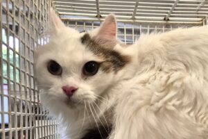 flauschi 01