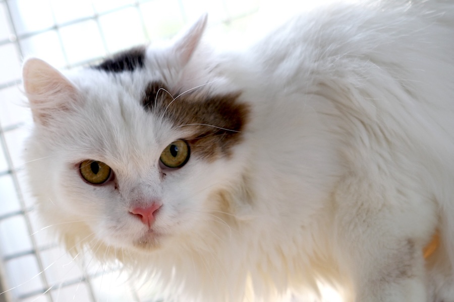 flauschi IMG_1208we